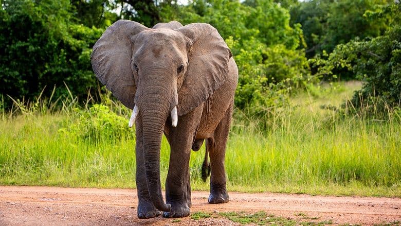 Wildlife of the savanna.
